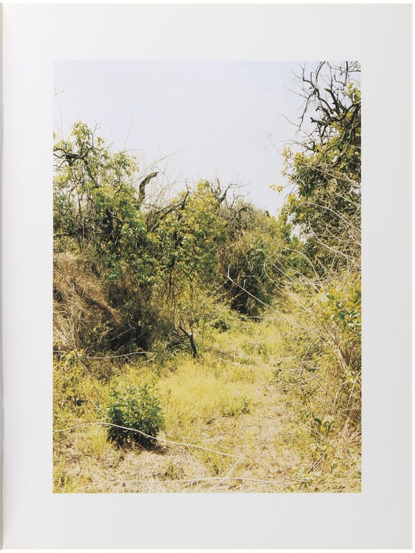 Orange Grove.