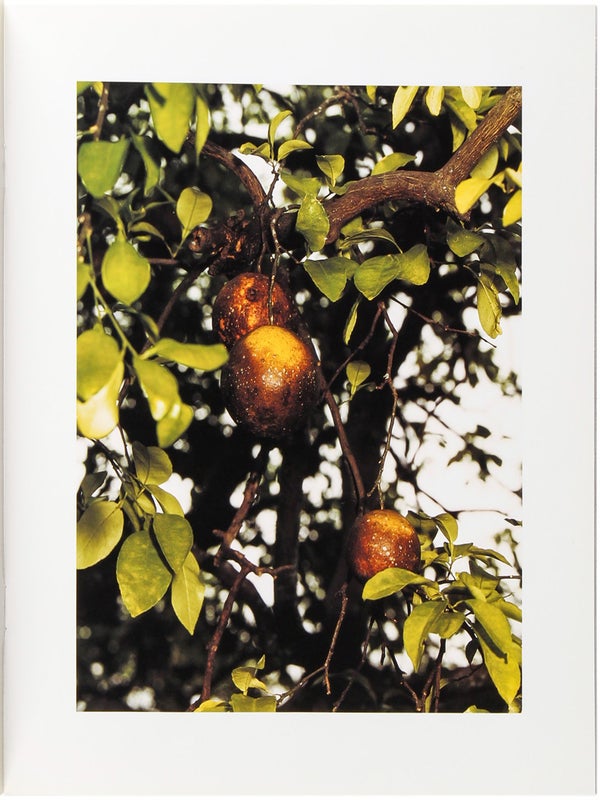 Orange Grove.