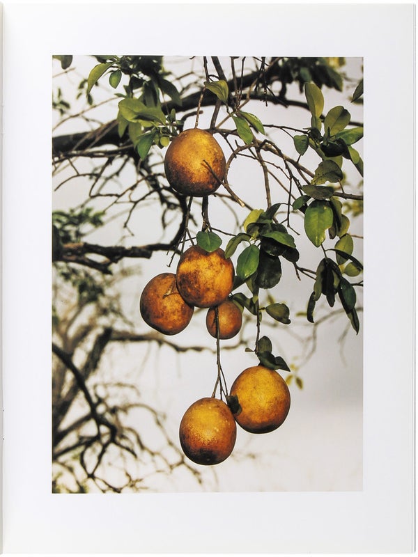 Orange Grove.