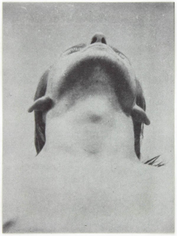 Vom Eindruck zum Ausdruck. 1/4 Jahrhundert Kippenberger.