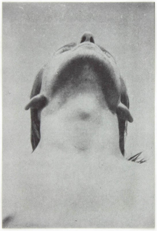 Vom Eindruck zum Ausdruck. 1/4 Jahrhundert Kippenberger.