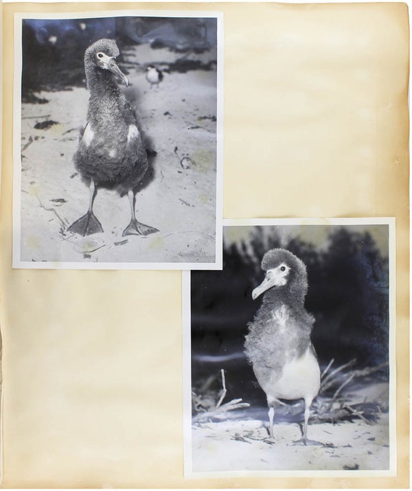Naturalist Photo Album.