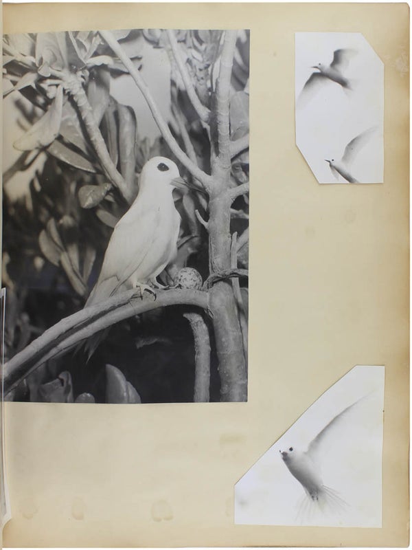 Naturalist Photo Album.
