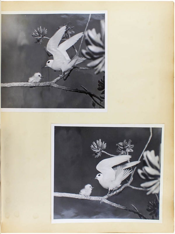 Naturalist Photo Album.