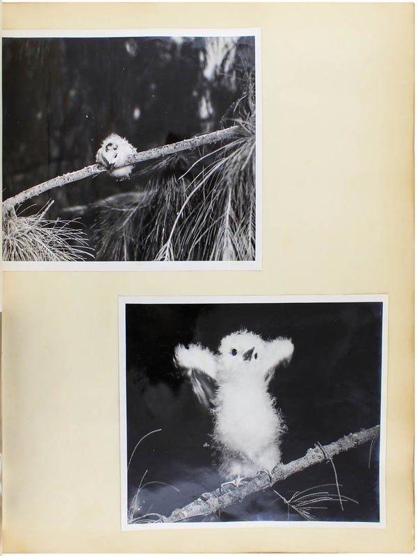 Naturalist Photo Album.