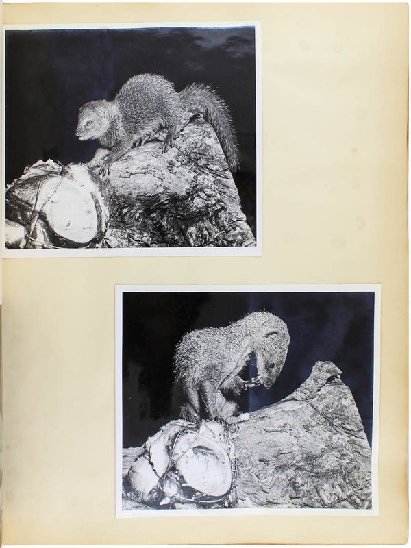 Naturalist Photo Album.