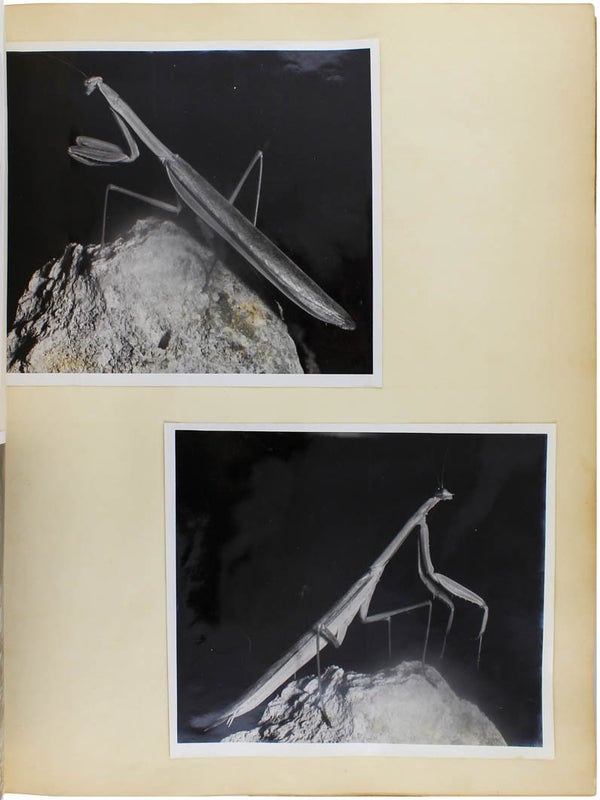 Naturalist Photo Album.